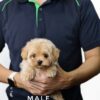 Maltipoo puppy for Sale in Puchong KL Malaysia