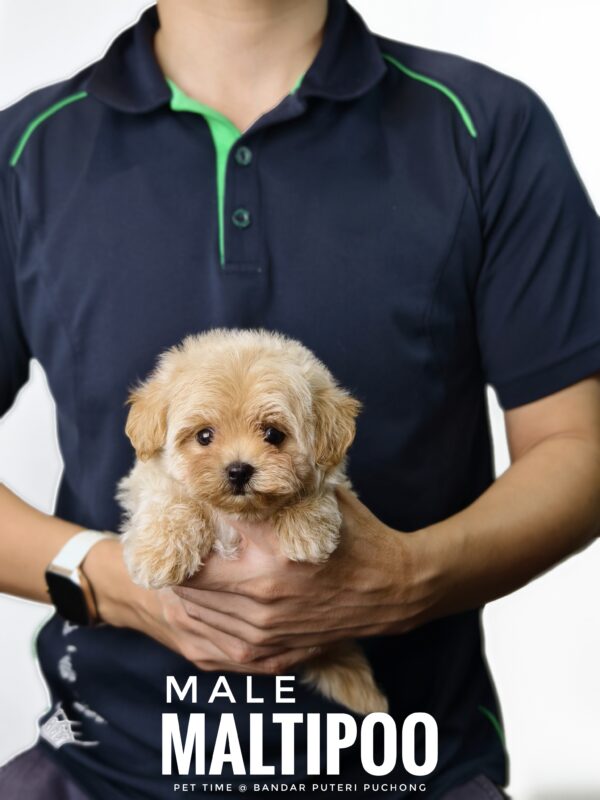 Maltipoo puppy for Sale in Puchong KL Malaysia