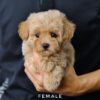 Maltipoo puppy for Sale in Puchong KL Malaysia