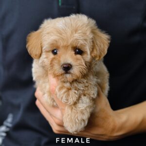 Maltipoo puppy for Sale in Puchong KL Malaysia
