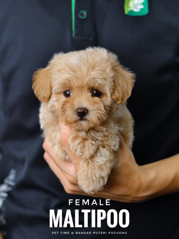 Maltipoo puppy for Sale in Puchong KL Malaysia