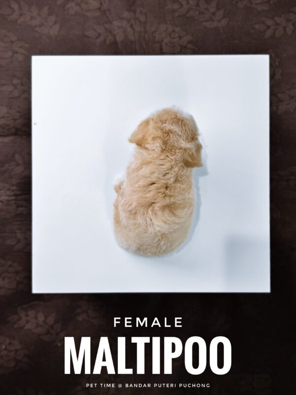 Maltipoo puppy for Sale in Puchong KL Malaysia