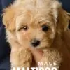 Maltipoo puppy for Sale in Puchong KL Malaysia