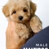 Maltipoo puppy for Sale in Puchong KL Malaysia
