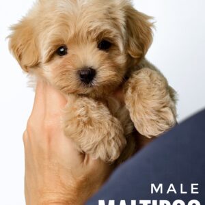 Maltipoo puppy for Sale in Puchong KL Malaysia