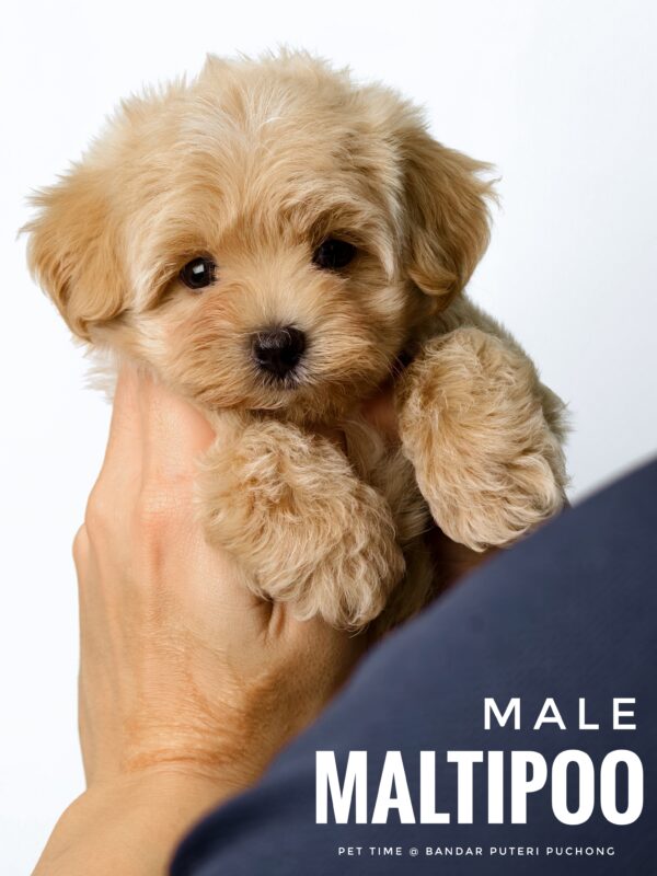 Maltipoo puppy for Sale in Puchong KL Malaysia
