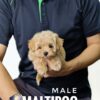 Maltipoo puppy for Sale in Puchong KL Malaysia