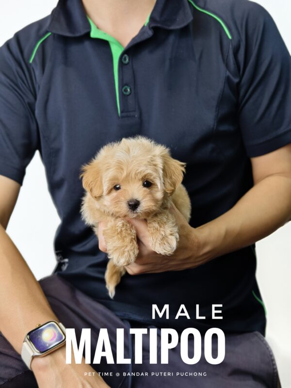 Maltipoo puppy for Sale in Puchong KL Malaysia