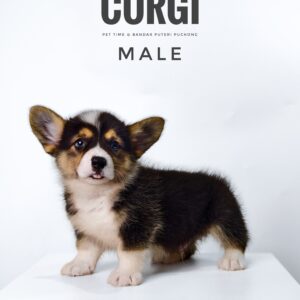 Corgi puppy for Sale in Puchong KL Malaysia