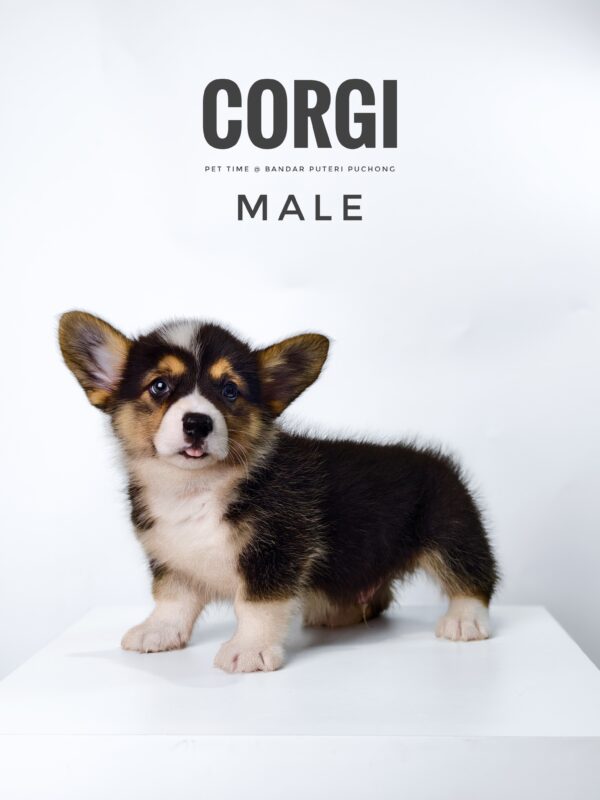 Corgi puppy for Sale in Puchong KL Malaysia