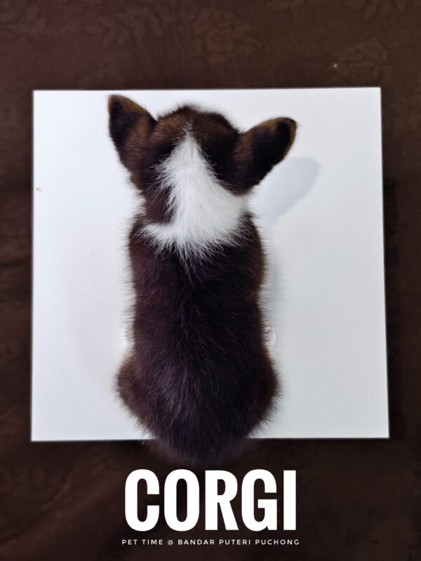 Corgi puppy for Sale in Puchong KL Malaysia
