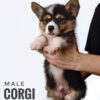 Corgi puppy for Sale in Puchong KL Malaysia