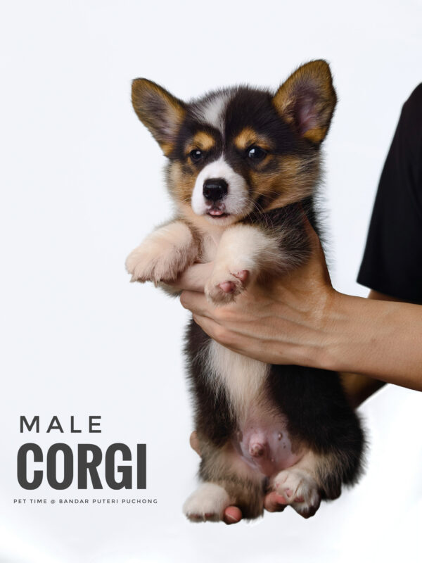 Corgi puppy for Sale in Puchong KL Malaysia