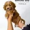Cavapoo puppy for Sale in Puchong KL Malaysia