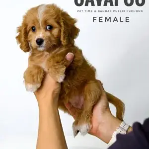 Cavapoo puppy for Sale in Puchong KL Malaysia