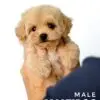 Maltipoo puppy for Sale in Puchong KL Malaysia