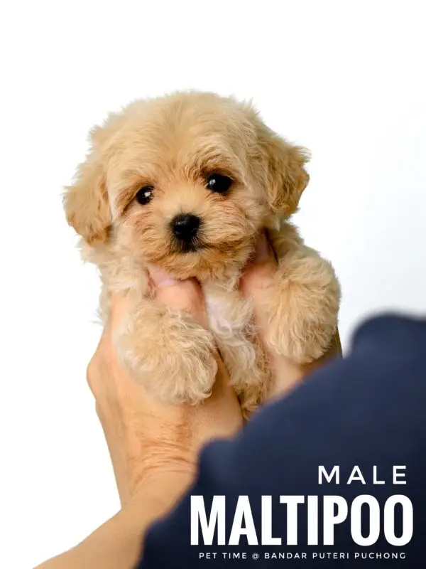Maltipoo puppy for Sale in Puchong KL Malaysia