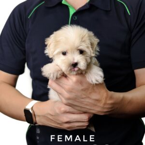 Maltipoo - Female