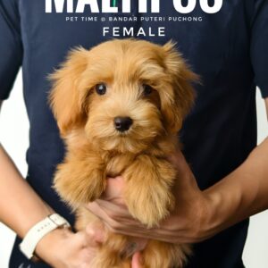 Maltipoo puppy for Sale in Puchong KL Malaysia