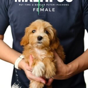 Maltipoo puppy for Sale in Puchong KL Malaysia