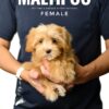 Maltipoo puppy for Sale in Puchong KL Malaysia