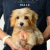 Maltipoo puppy for Sale in Puchong KL Malaysia