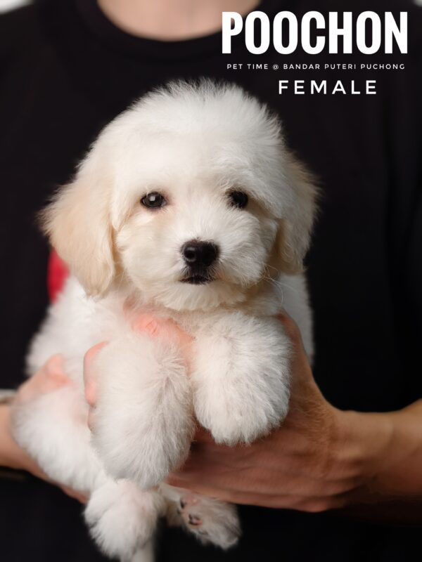 Poochon puppy for Sale in Puchong KL Malaysia
