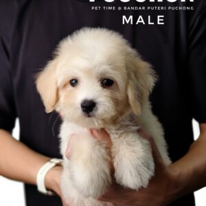 Poochon puppy for Sale in Puchong KL Malaysia