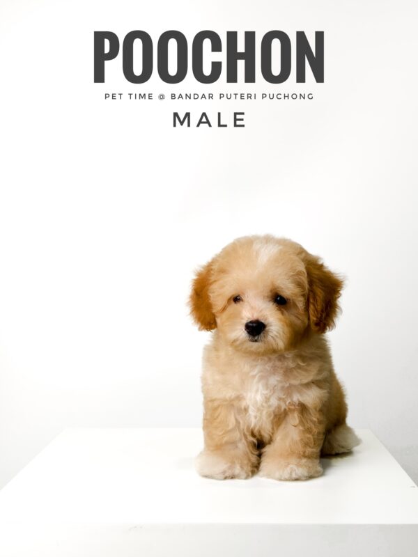 Poochon puppy for Sale in Puchong KL Malaysia