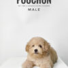 Poochon puppy for Sale in Puchong KL Malaysia