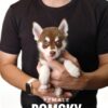 Pomsky puppy for Sale in Puchong KL Malaysia