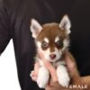 Pomsky puppy for Sale in Puchong KL Malaysia
