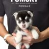 Pomsky puppy for Sale in Puchong KL Malaysia