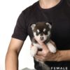 Pomsky puppy for Sale in Puchong KL Malaysia