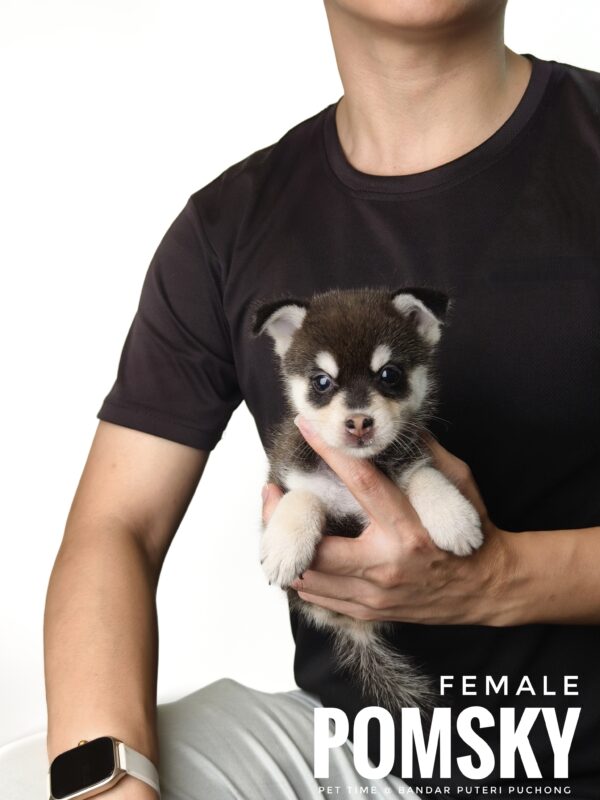 Pomsky puppy for Sale in Puchong KL Malaysia