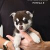 Pomsky puppy for Sale in Puchong KL Malaysia