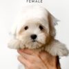 Pomsky puppy for Sale in Puchong KL Malaysia