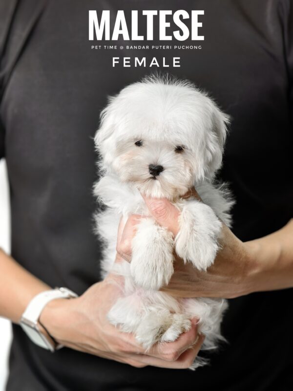 Pomsky puppy for Sale in Puchong KL Malaysia