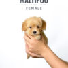 Poochon puppy for Sale in Puchong KL Malaysia