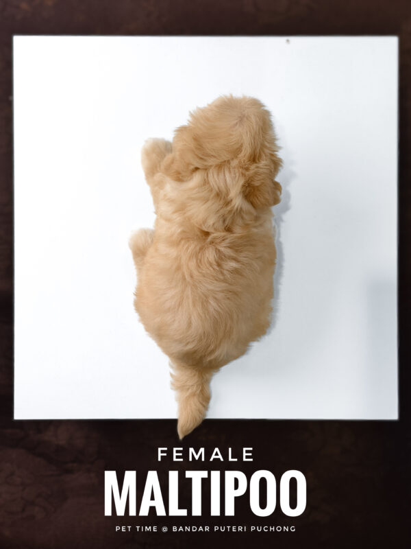 Poochon puppy for Sale in Puchong KL Malaysia