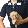 Poochon puppy for Sale in Puchong KL Malaysia