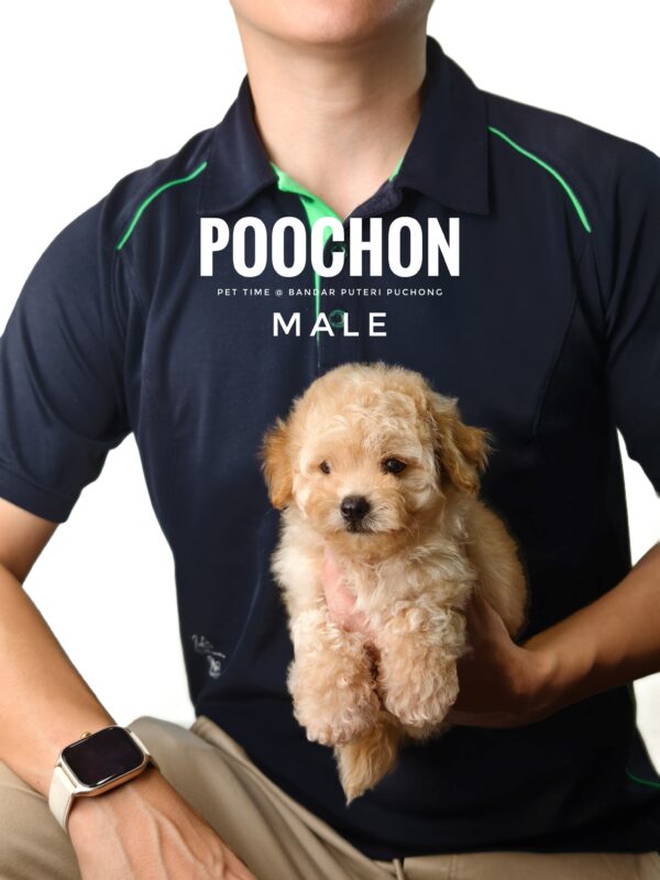 Poochon puppy for Sale in Puchong KL Malaysia