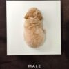 Poochon puppy for Sale in Puchong KL Malaysia