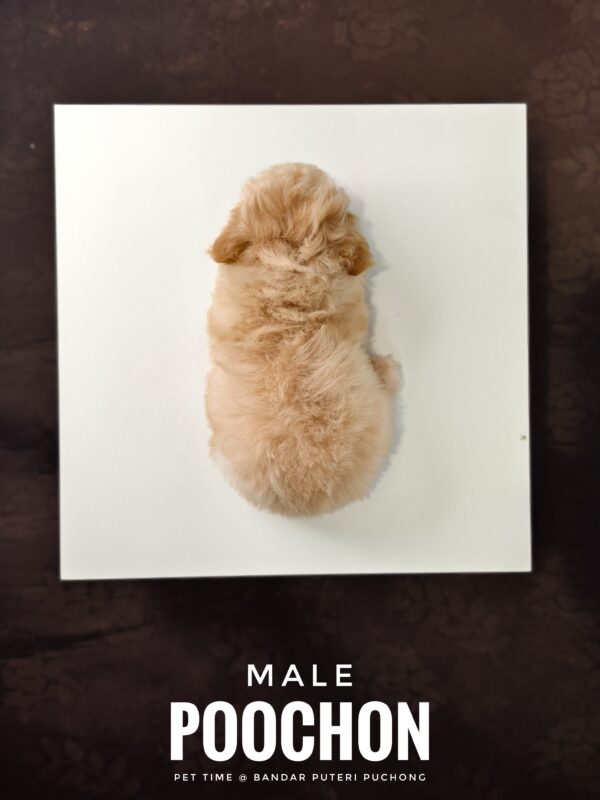 Poochon puppy for Sale in Puchong KL Malaysia