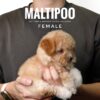 Poochon puppy for Sale in Puchong KL Malaysia