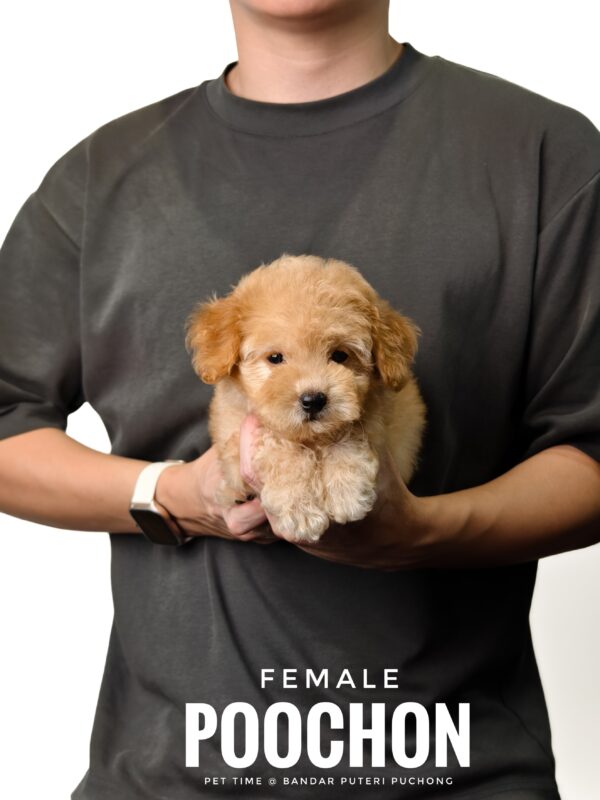 Poochon puppy for Sale in Puchong KL Malaysia
