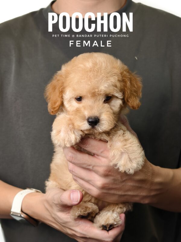 Poochon puppy for Sale in Puchong KL Malaysia