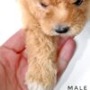 Maltipoo puppy for Sale in Puchong KL Malaysia