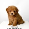 Maltipoo puppy for Sale in Puchong KL Malaysia