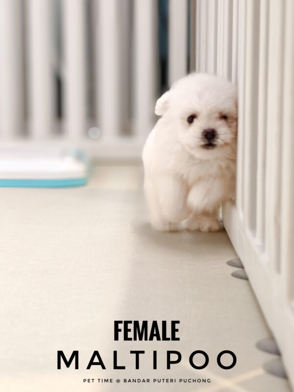 Maltipoo puppy for Sale in Puchong KL Malaysia